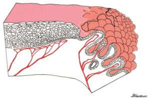 Basic Colposcopic Images